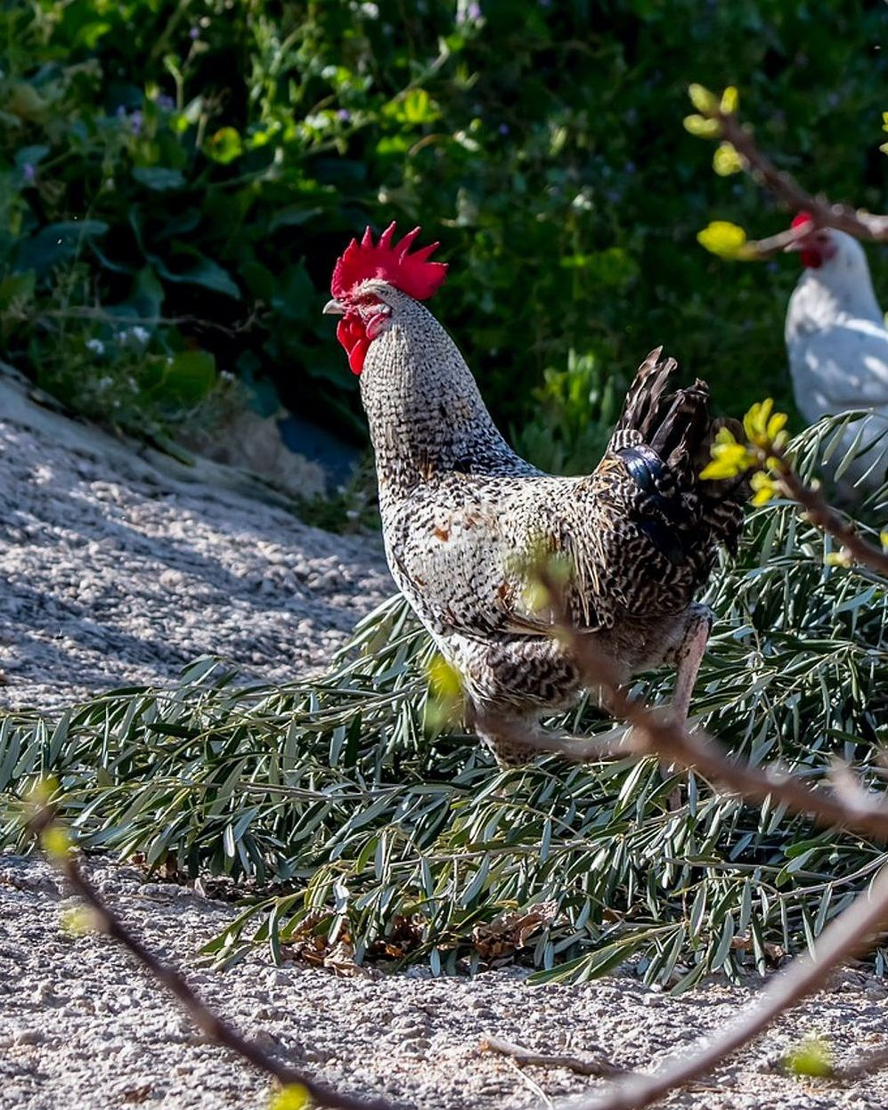 I nostri polli